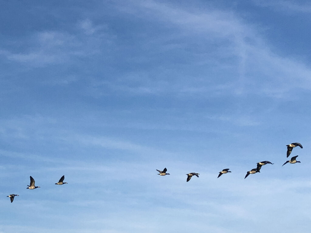 Vogels op Schiermonnikoog