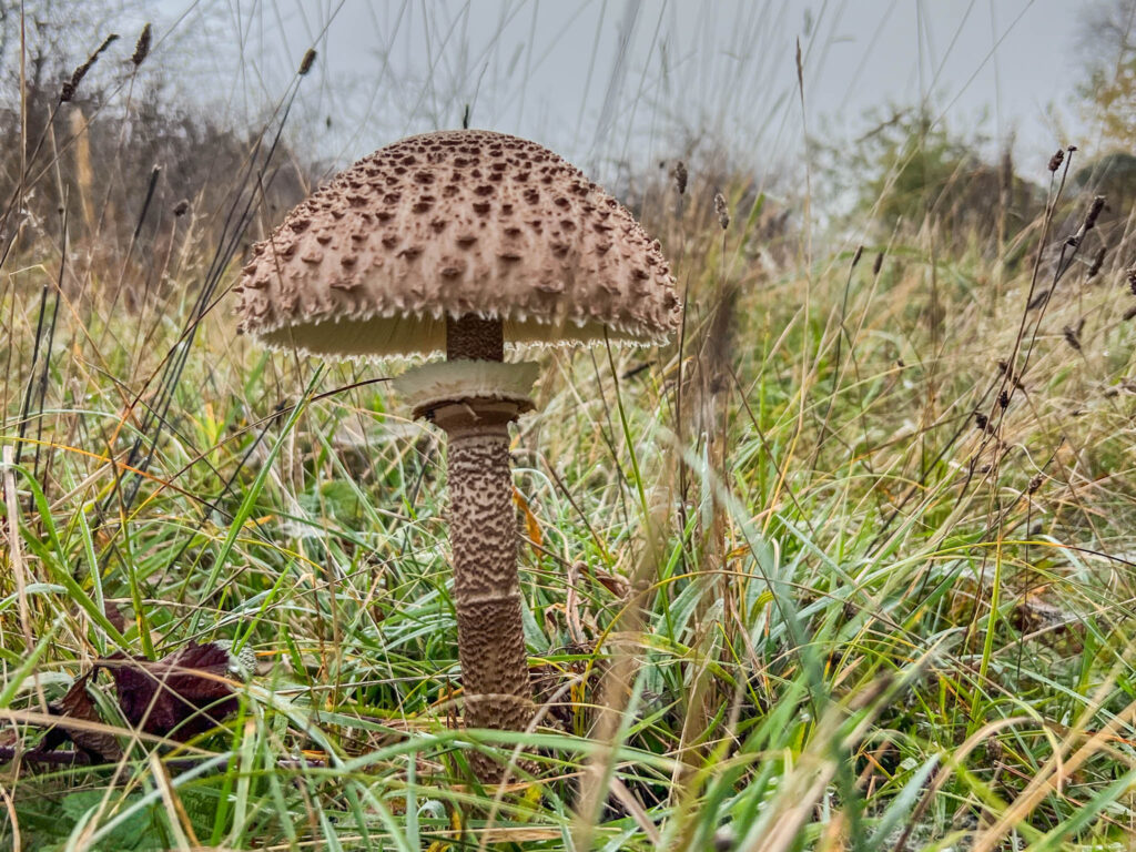 Herfst op Schiermonnikoog